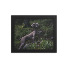 Load image into Gallery viewer, Grey Ghost, Weimaraner - Framed poster