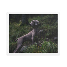 Load image into Gallery viewer, Grey Ghost, Weimaraner - Framed poster